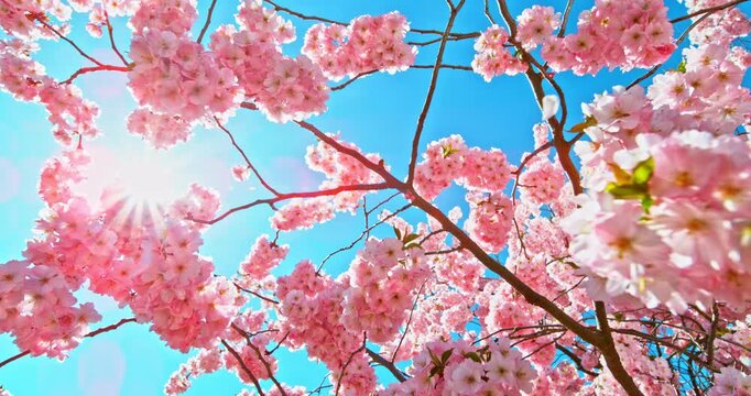 Cherry blossom branches in full bloom with falling petals in super slow motion. Soft pink petals drifting through clear blue sky create a dreamy and peaceful spring atmosphere.