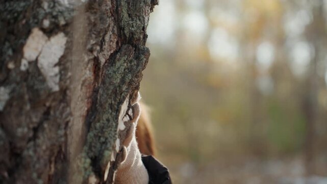 Masked white woman revealed behind tree, sunglasses and beanie visible, red hair tucked under hat with scarf covering lower face, closeup woodland portrait with rim light, furtive glance suggesting