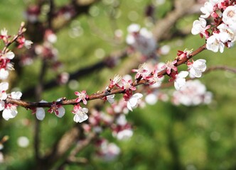 Zbliżenie na kwiat brzoskwini, różowe płatki z kroplami rosy, pręciki wyraźnie widoczne, subtelne światło, wiosenny, świeży i naturalny nastrój. © Adam