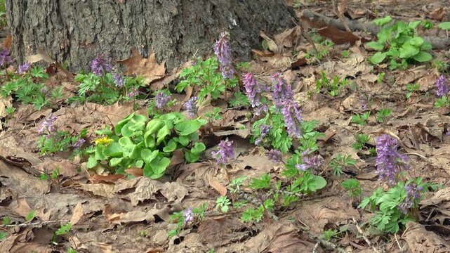Spring Wildflowers and Corydalis at the Base of a Tree