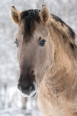 Naklejka premium wild horse portrait, vertical photo