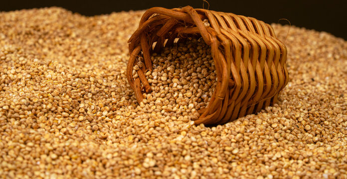 Chenopodium quinoa - Organic quinoa seeds