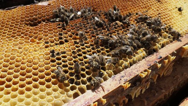 Scientific documentary photo: Honey bee colony collapse, dead bees in honeycomb due to starvation and cold spring