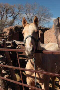 horse in corral 