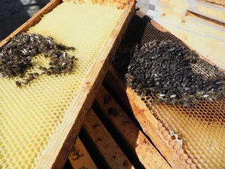 Scientific documentary photo: Honey bee colony collapse, dead bees in honeycomb due to starvation and cold spring © Vera Kuttelvaserova