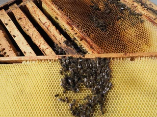 Scientific documentary photo: Honey bee colony collapse, dead bees in honeycomb due to starvation and cold spring © Vera Kuttelvaserova