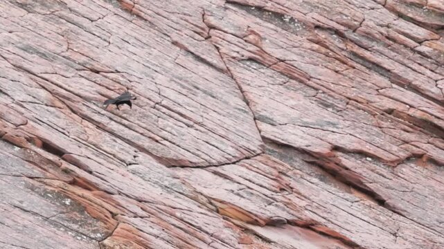 Slow motion video of a single Raven drifting in the wind past the rugged red sandstone cliffs of Zion National Park, Utah USA. 