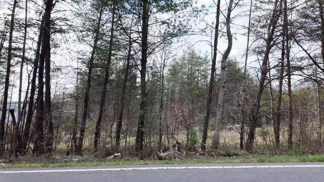 Driving Through a Forest Area in North Carolina During Daytime