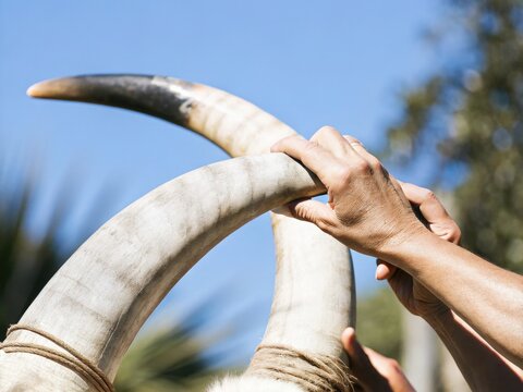 Hand holding two curved horns