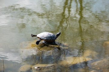 Obraz premium Turtle perched on a submerged rock in a tranquil pond, stretching limbs and neck to bask in warm sunlight while soft reflections ripple across the water surface