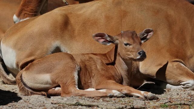Young baby Banteng, Bos javanicus or Red Bull. It is a type of wild cattle But there are key characteristics that are different from cattle and bison: a white band bottom in both males and females.