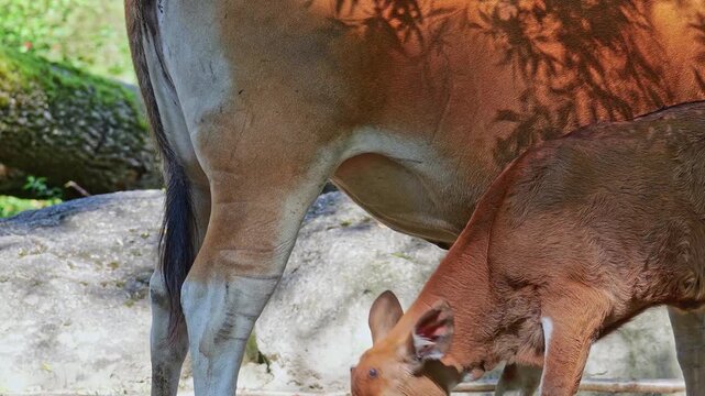 Young baby Banteng, Bos javanicus or Red Bull. It is a type of wild cattle But there are key characteristics that are different from cattle and bison: a white band bottom in both males and females.