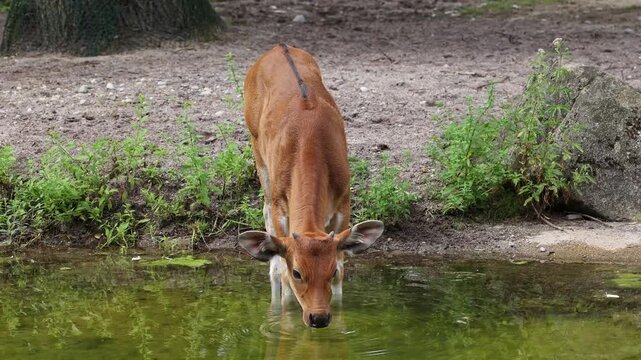Young baby Banteng, Bos javanicus or Red Bull. It is a type of wild cattle But there are key characteristics that are different from cattle and bison: a white band bottom in both males and females.