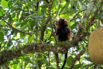 A young Golden-headed Lion Tamarin with open mouth sticks his head on the right side of its parent in Brazil, South-America. © Rob