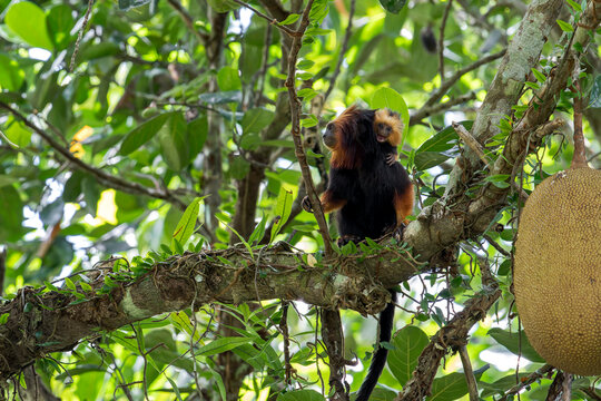 A young Golden-headed Lion Tamarin with open mouth sticks his head on the right side of its parent in Brazil, South-America.