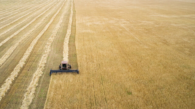A two-stage grain harvesting method in a risky farming zone. A self-propelled mower cuts the grain and lays it in windrows to dry. Aerial photography.