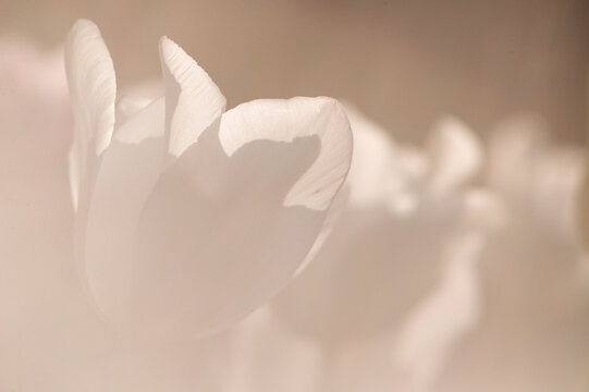 Minimalist abstract background with soft beige and warm neutral tones