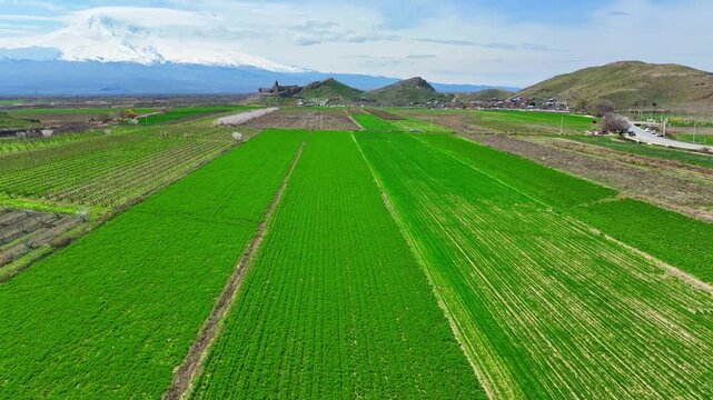 Aerial view of vibrant green rice paddies stretching toward distant snow-capped mountains. Fields show neat rows, patches of brown earth, and blooming trees
