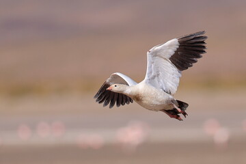 Andean goose, Chloephaga melanoptera, Laguna Vinto, Andes, Bolivia © Kamil