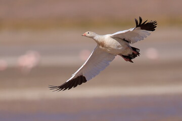 Andean goose, Chloephaga melanoptera, Laguna Vinto, Andes, Bolivia © Kamil