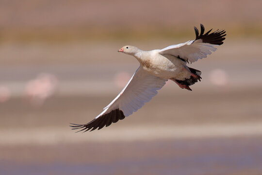 Andean goose, Chloephaga melanoptera, Laguna Vinto, Andes, Bolivia