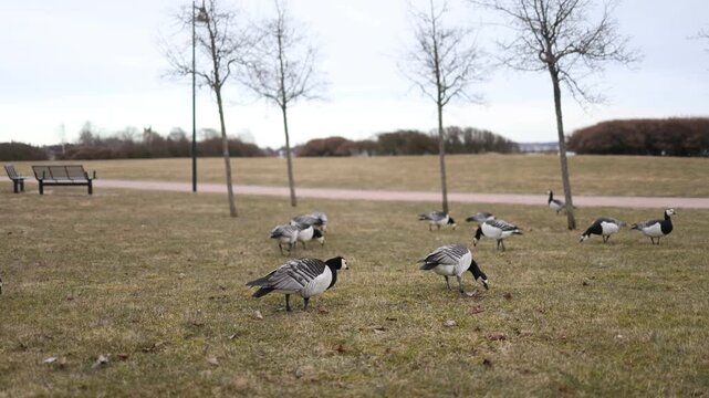 group of barnacle geese resting on grass relaxed birds peaceful park atmosphere slow natural lifestyle