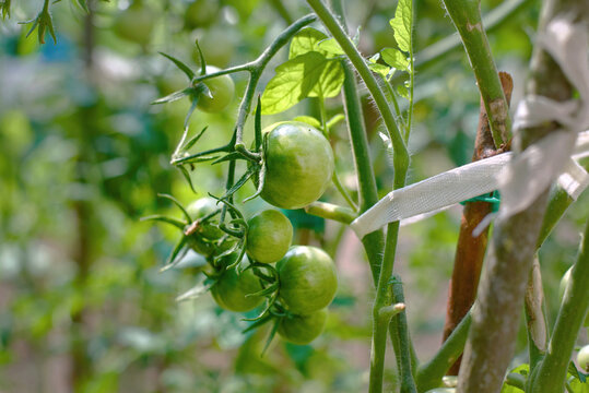 Unripe green tomatoes growing on vine in sunny summer garden tied to wooden support stake with white ribbon perfect for agricultural and healthy organic food concepts. Green tomatoes ripening on plant