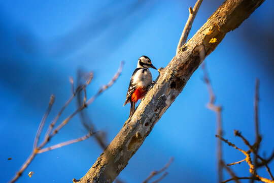 Buntspecht auf einem Ast bei der Nahrungssuche
