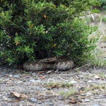 Horned viper viper snake camouflaging under green bush in nature