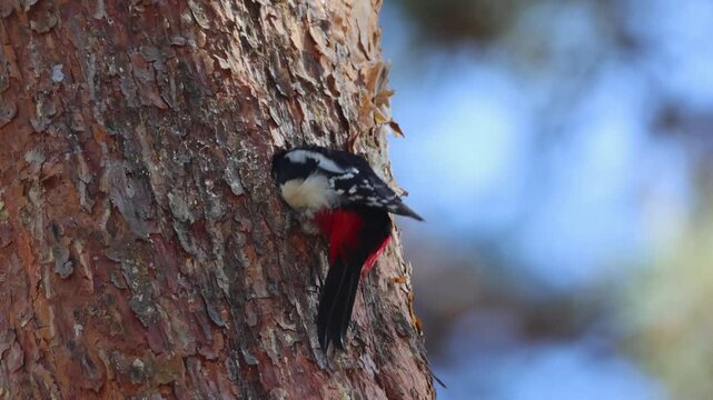 Male Great spotted woodpecker (Dendrocopos major) excavating a nesting hole in a pine tree. Woodpecker making hole, pecking pine tree, spring forest, sunny day, wildlife video, real-time, side view.
