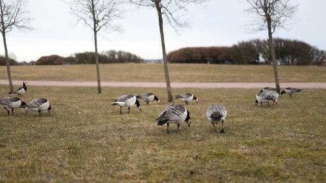 barnacle geese walking on grass in city environment everyday wildlife scene urban lifestyle and nature connection