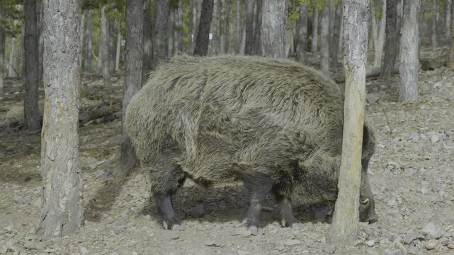 Large wild boar digging for food in forest habitat
