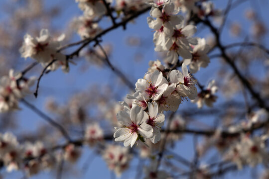 Almond tree (Prunus dulcis) blooming in spring, blossoms close-up, bokeh background