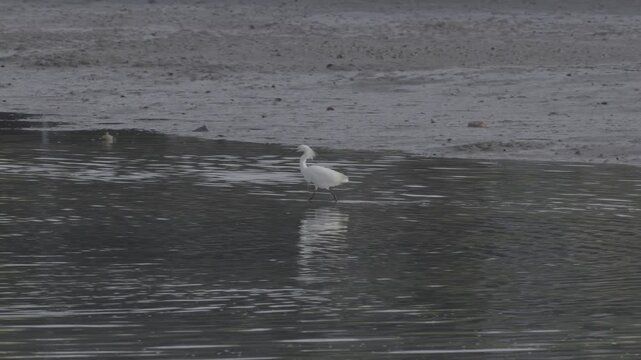 Snowy Egret Walking Along Mudflat Edge With Flock Behind