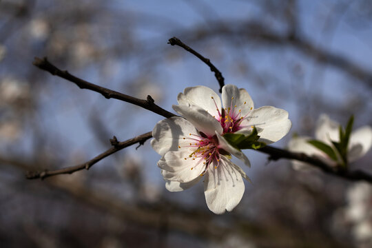 Almond tree (Prunus dulcis) blossom close up spring bokeh background