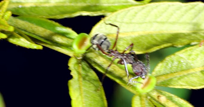 A small ant seeking nectar produced by an extra floral nectary on the leaf of an Inga tree. In the rainforest understory, Napo province, Ecuador