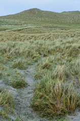 Landscape with Sandy Hills and Machair Growing © dejavudesigns