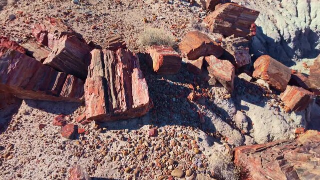 Detailed close view of vibrant petrified wood textures along Crystal Forest Trail in Petrified Forest National Park Arizona