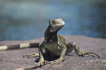 Fototapeta premium Scales Along the Skin of an Iguana on a Rock