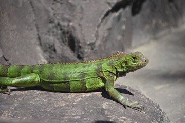 Fototapeta premium Green Iguana Poised on a Rock Near Water