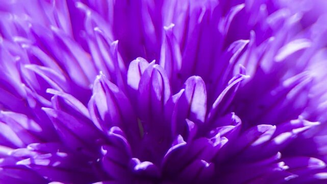 Purple flower close up UK garden MACRO PRORES