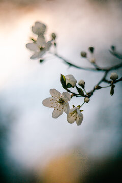 Cherry Blossoms in Full Bloom - macro with bokeh