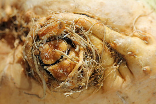 runkel turnip detail 