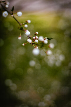 Cherry Blossoms in Full Bloom - macro with bokeh