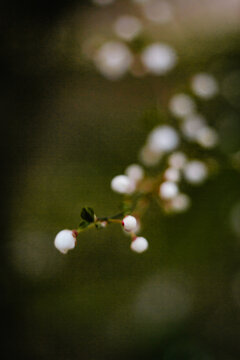 Cherry Blossoms in Full Bloom - macro with bokeh