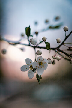 Cherry Blossoms in Full Bloom - macro with bokeh