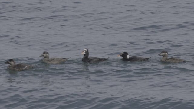 Surf Scoters Close-Up With Male Head Pattern Detail