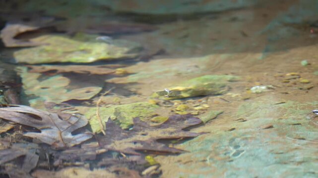 water bug skidding across a pond surface