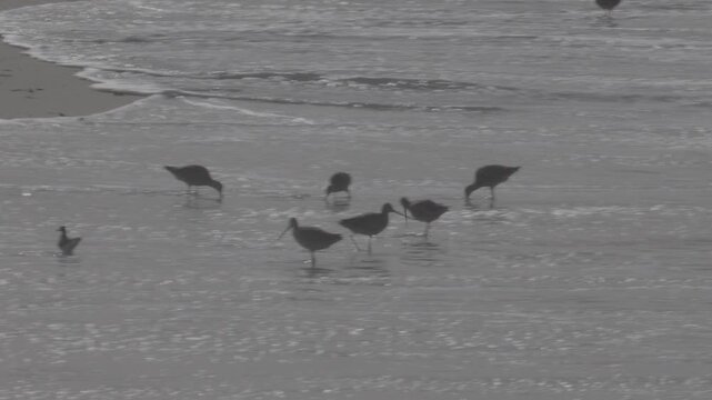 Silhouetted Marbled Godwit Flock in Silvery Surf at Beach