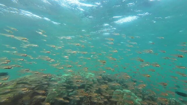 School of tiny transparent fish swimming above coral reef with water surface visible from below. Tropical underwater scene with natural light and shallow reef habitat. Filmed in Nha Trang, Vietnam.